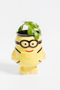 “Minion” dibçək 
